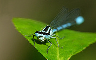 Azure Bluet (Male, Coenagrion puella)